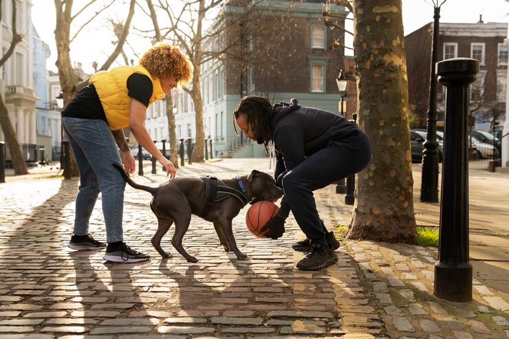 Two people playing with an American Pit Bull Terrier on a leash, near Toronto streets.