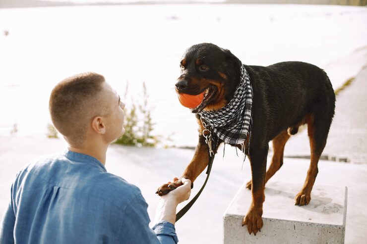 Man shaking paws with a large Rottweiler dog wearing a bandana; related to dog bites Ontario.