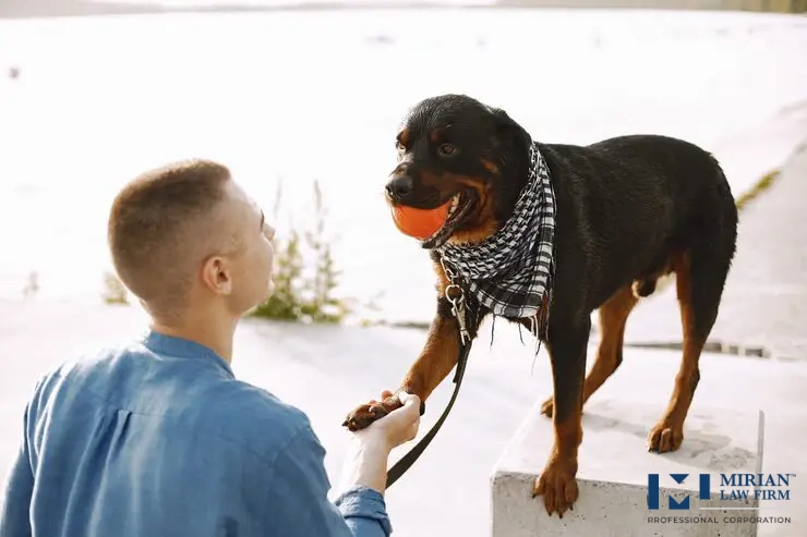 What are the Laws About Dog Bites in Toronto?