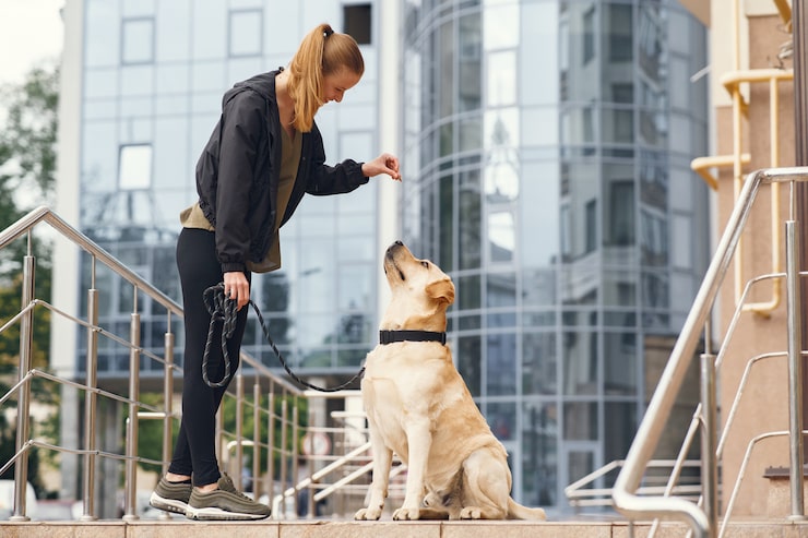Woman training a Labrador Retriever on leash outside building; linked to Dog Owners' Liability Act.