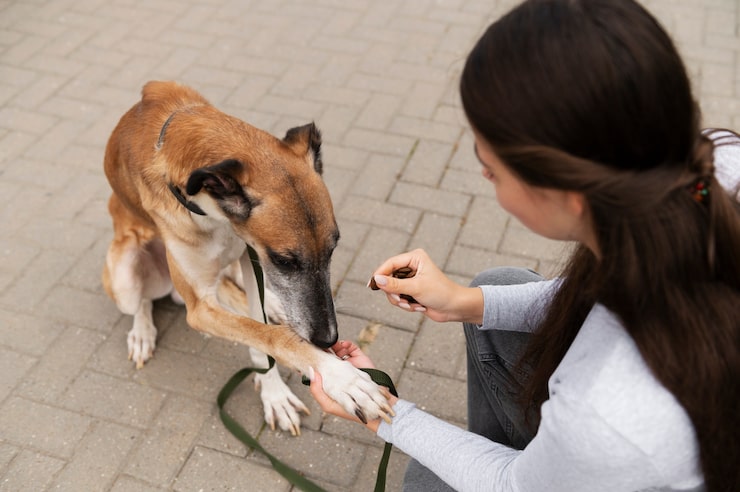 Woman checking an old mixed-breed dog's paw; addressing owner liability and dog care.
